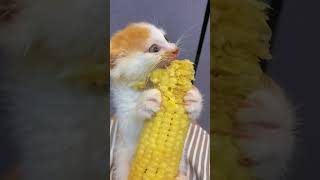 you never seen Cat eating corn before [upl. by Lamoureux10]