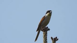 칡때까치 수컷 울음소리 Tiger shrike sound [upl. by Yert]