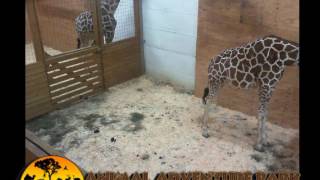 Animal Adventure Park Giraffe Cam [upl. by Krystalle446]