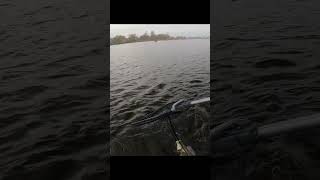 Очень буйный Судак fishing zander zanderfishing рыбалка [upl. by Tenenbaum458]