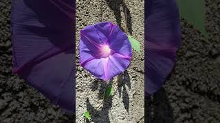 Common Morning Glory Ipomoea purpurea [upl. by Rexanna]