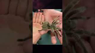 TARANTULA EN UNA MANO COMO SE ACOSTUNBRAS🐧​🐧​💕​💕​ [upl. by Divad380]