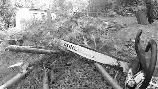 ABATTAGE darbre qc  Arborist ⭐️ Élagueur🌲 1 PIN Blanc  STIHL ms 661 chainsaw  Charlesbourg [upl. by Annoid593]