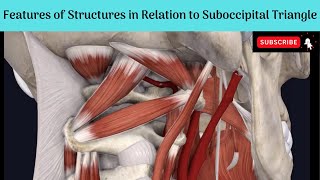 Features of the Contents amp Structures in the roof of Suboccipital Triangle  Cisternal Puncture [upl. by Crista874]