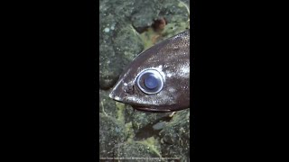 The Rattail A Spooky DeepSea Predator Lurking in Canadas Ocean Depths [upl. by Lehman]