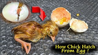 How Chick Hatches Out of EGG   Egg hatching [upl. by Spiegleman]