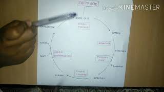 Glyoxylate cycle [upl. by Chu]