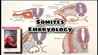 Somite Formation and Differentiation  Important topic [upl. by Janine651]