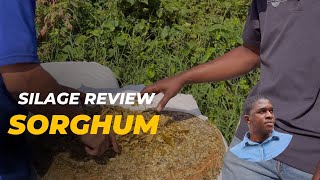 Sorghum Silage Review at Trade Winds Dairy [upl. by Ailene]