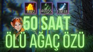 BDO 2000 Mastery  50 SAAT ÖLÜ AĞAÇ ÖZÜ 50hr Dead Tree Essence [upl. by Arihaz122]