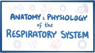 Anatomy and physiology of the respiratory system [upl. by Netsirt128]