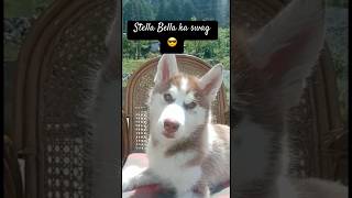 Stella Bella ka swag 😎 husky labrador doglover shortvideo viralvideo trending doglife cute [upl. by Trebor531]