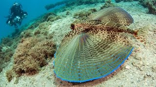 FLYING GURNARD Dactylopterus quotFlyingquot fish with legs BIG FISH dive club [upl. by Aig383]