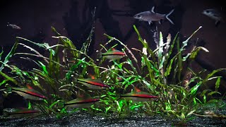 Denison Barb Sahyadria Denisonii Biotope Community Aquarium [upl. by Nahshunn548]