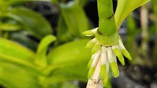 Propagating orchids with coconut fiber is simple and effective orchid flowers [upl. by Dewhirst563]