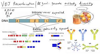 VDJ Recombination  how our adaptive immune system creates antibody diversity [upl. by Elorak]