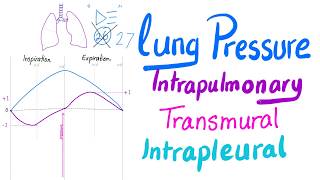 Lung Pressures  Intrapulmonary Intrapleural amp Transmural Pressures  Lung Physiology Series [upl. by Araic]