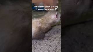 Ferret Dookinghappy noises Tuna the Ferret [upl. by Odnesor698]