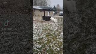 Nothing gonna break my stride dog fyp viral trending shorts shortsvideo cute funny snow [upl. by Eustacia]