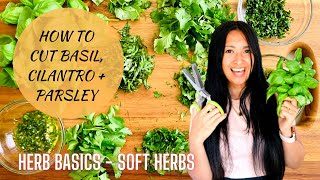 Herb Basics How to Cut Soft Herbs  How to Chop Basil Cilantro Parsley [upl. by Ulick]