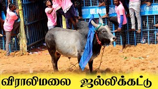 விராலிமலை ஜல்லிக்கட்டு viralimalai jallikattu  மாஸ் காட்டிய காளைகள் [upl. by Intyrb]