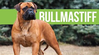 All About Bullmastiffs  Powerful Bulldog x Mastiff Crossbreed [upl. by Orecul]