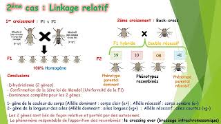 Dihybridisme Partie 03 Génétique formelle Module de Génétique Deuxième Année Pharmacie [upl. by Ttevy82]