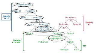 Coagulation Cascade [upl. by Aldredge]