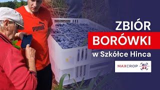 System Max Crop  zbiór owoców borówki wysokiej w Szkółce Hinca w Dobrzycy kPiły [upl. by Fabe888]