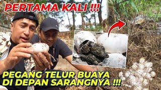 PANIK UNBOXING TELUR BUAYA DI DEPAN INDUKNYA [upl. by Sarette]