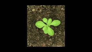 Arabidopsis [upl. by Berfield]