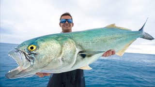 ULTIMATE Trash Fish…Catch Clean Cook Giant Bluefish [upl. by Yeung]