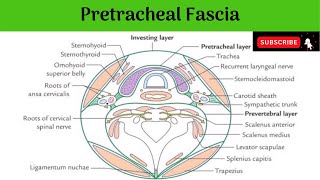 Pretracheal Fascia Anatomy mbbs education bds headandneckanatomy fascia [upl. by Ellerihs]