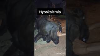 Treatment of hypokalemia in cattle treatment of isoperidoneshortsvideoanimalsfunnyvideo [upl. by Morra]