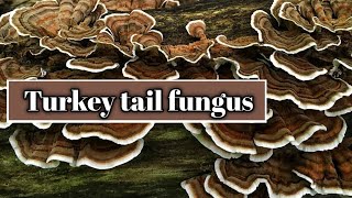 Turkey tail fungus Trametes versicolor identification [upl. by Ardnahcal]