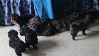 Yorkiepoo Puppies For Sale [upl. by Einre]