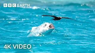 Natural Athletes Wildlife in Motion  BBC Earth [upl. by Ahcirt]