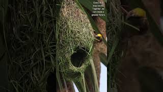 A DoubleDecker Nest Sustainable Living Weaver Style 🌍🏡 weavers nest birdlife duplex [upl. by Hajidak]