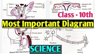 Class 10 SCIENCE most important Diagrams with naming structure  mathematics analysis [upl. by Ycnahc8]