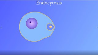 Endocytosis featuring a real amoeba and white blood cell [upl. by Nidak425]