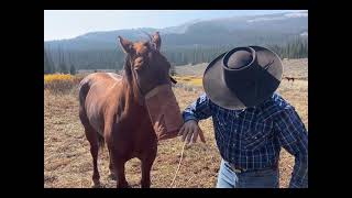 How to use a feedbagnosebag to grain your horse [upl. by Ravilob]