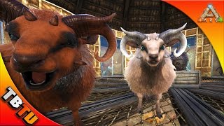 OVIS TAMING NEW DINO PEN ARK S SHEEP HERDER ARK SCORCHED EARTH Gameplay  Ovis Breeding [upl. by Sessylu812]