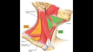 Exercise for the clavicular head of the sternocleidomastoid [upl. by Melany]