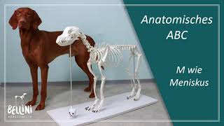 Anatomisches ABC M wie Meniskus [upl. by Lahcym547]