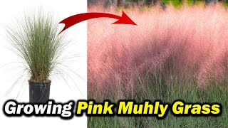 How to Grow and Care for Pink Muhly Grass  Muhlenbergia capillaris [upl. by Rashidi]