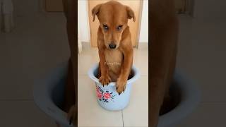 Funny dog funny video episode 68 [upl. by Glynis]