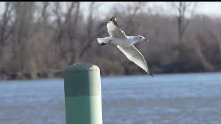 20240329 ring billed gull glastonbury boathouse slomo [upl. by Niuqram]