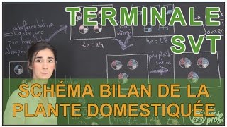 Schéma bilan de la plante domestiquée  SVT  Terminale  Les Bons Profs [upl. by Maxima25]