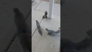 Stubsy Pugsy and more squirrels squirrel squirrelwatching squirrelvideo squirrels pugsy [upl. by Edny48]