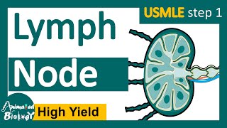 Lymph node  lymph node histology  Function of the lymph node  USMLE step 1 [upl. by Aicilehp]